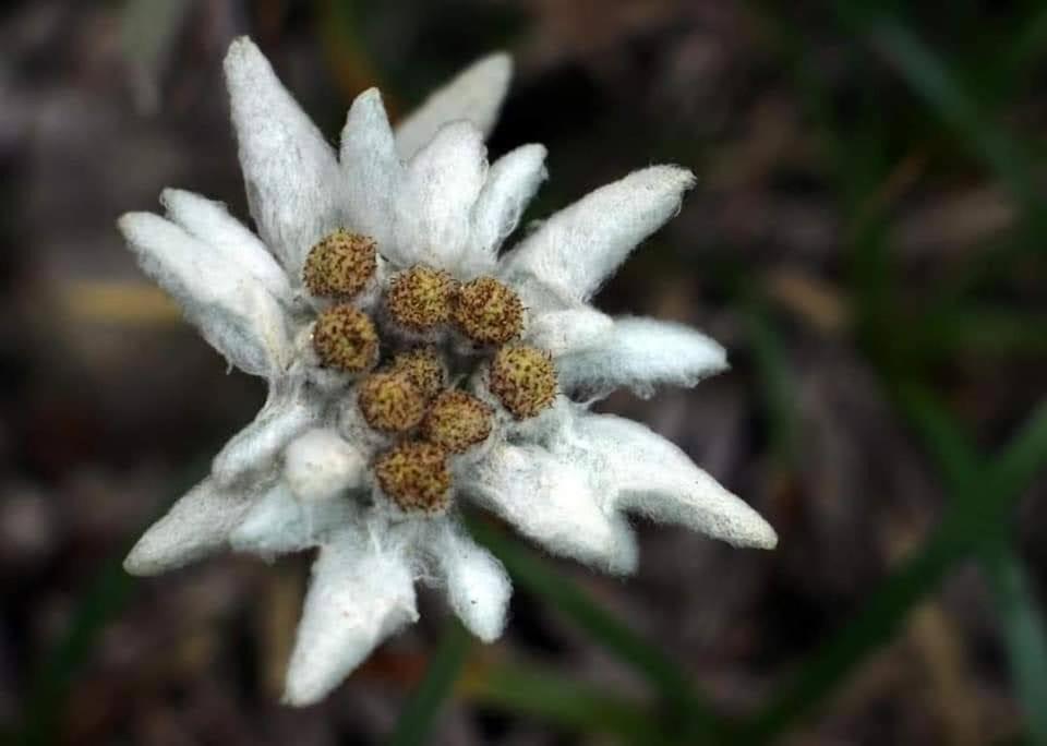 Zărneşti Edelweiss Ilinca 아파트 외부 사진